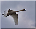 SD7807 : Mute Swan ( Cygnus olor) by David Dixon