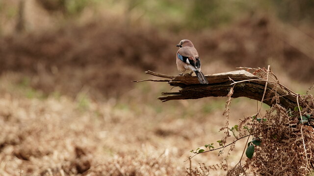Jay in the Wood