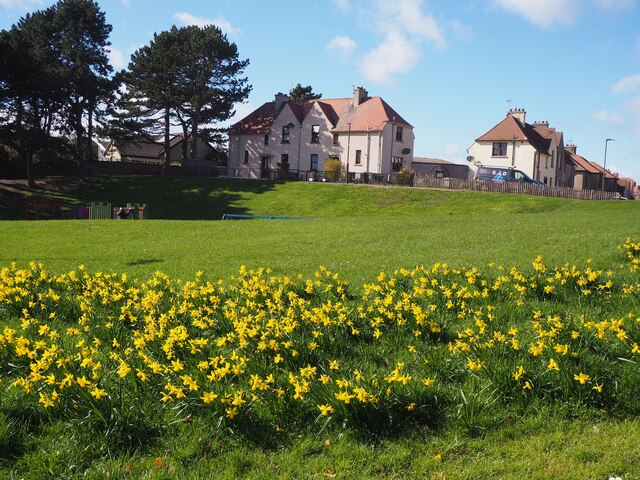 Daffodils at Parsons Pool Dunbar