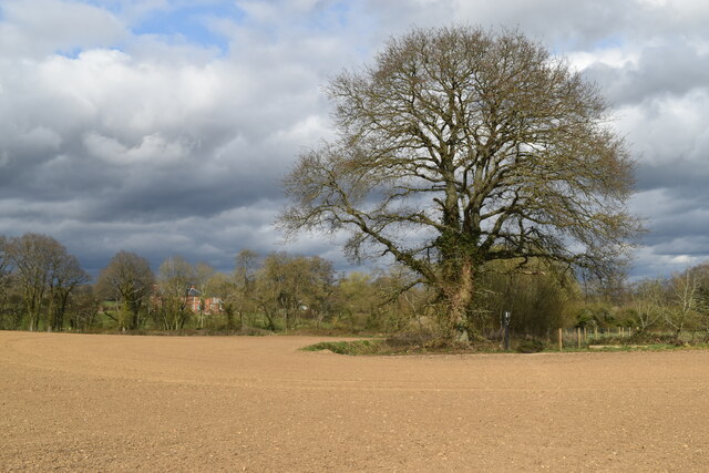 Tree on edge of field at East Grimstead