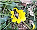 Fly on a Celandine