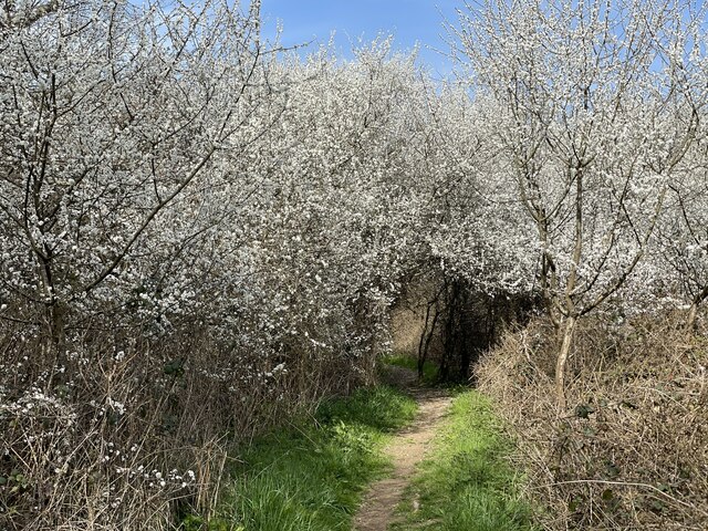 Blackthorn on footpath to Sedlescombe