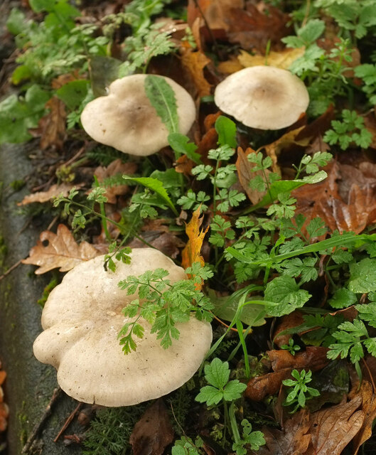 Fungi, Higher Edginswell Lane
