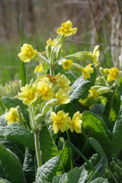 Oxlips in the Millennium Wood