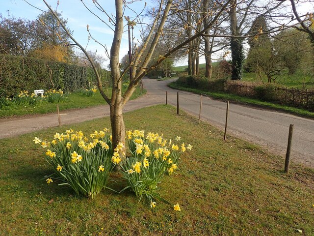 Daffodils near Scullsgate House
