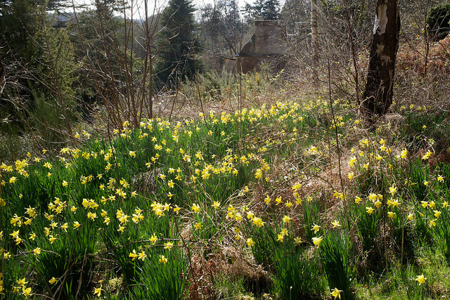 Daffodils by the former formal gardens at Rosehaugh