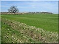 Farmland beside Leys Road