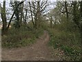 Bridleway towards Bin Wood