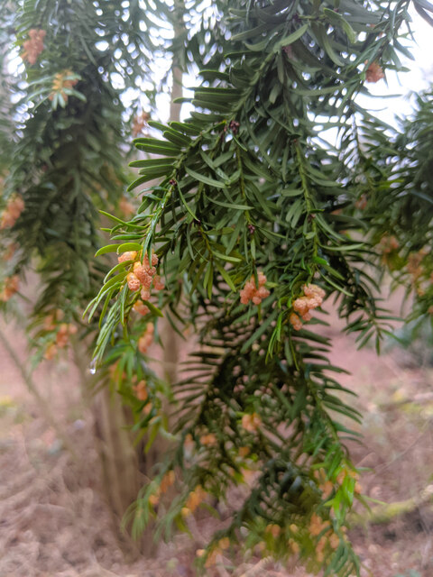 Flowers on the Yew