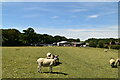 Sheep, Ivy Farm