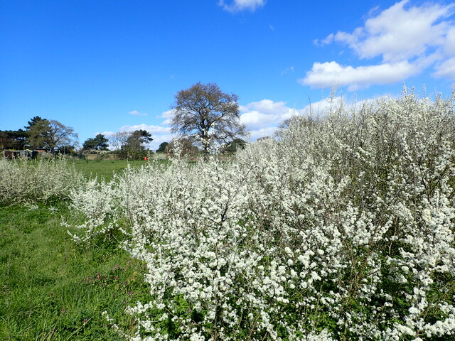 Blackthorn blossom on East Wickham Open Space