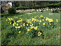 Daffodils in Plumstead Cemetery