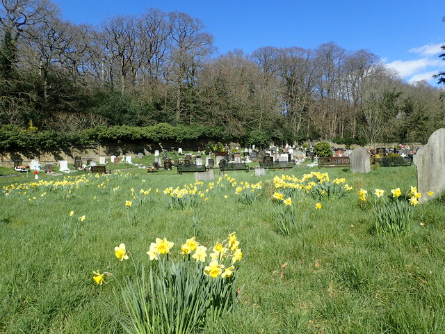 Daffodils in Plumstead Cemetery