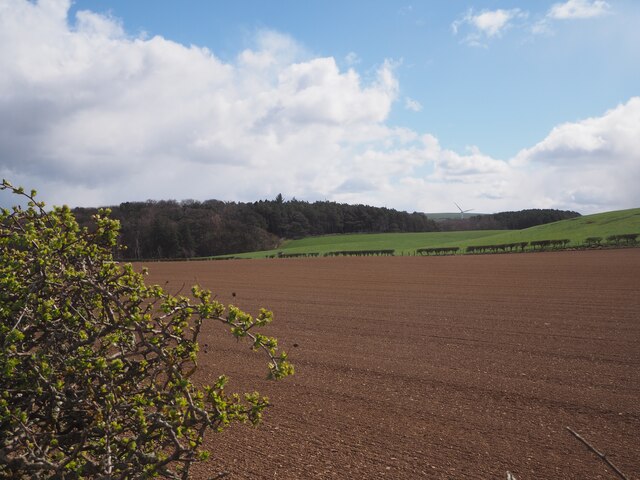 A newly planted field at Birnieknowes