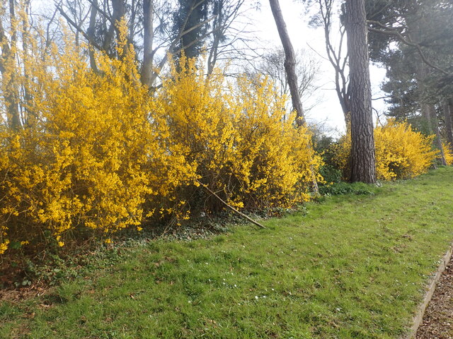 Forsythia in Woolwich Old Cemetery