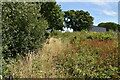 Rough grassland and scrub vegetation