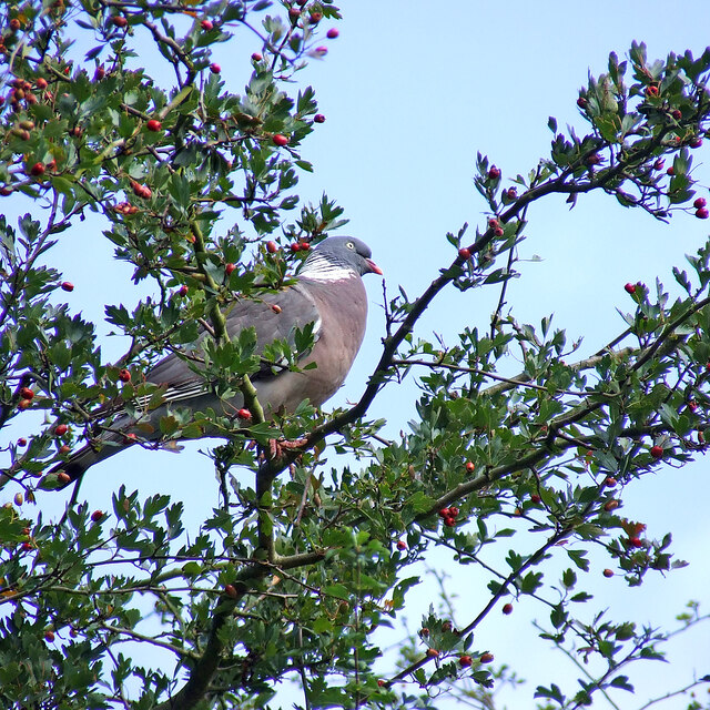 Pigeon in a hawthorn tree near Compton, Wolverhampton