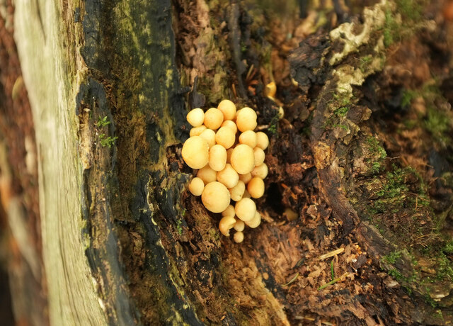 Fungi near King's Gutter