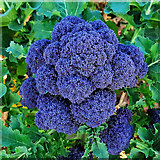 SO5922 : Purple Sprouting Broccoli by Jonathan Billinger