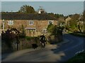 Taking the dogs for a run by bicycle