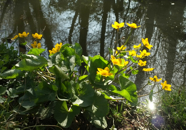 Marsh Marigolds, Stover Canal
