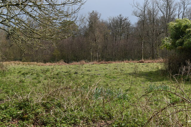 Rough grass and woodland at The Bog