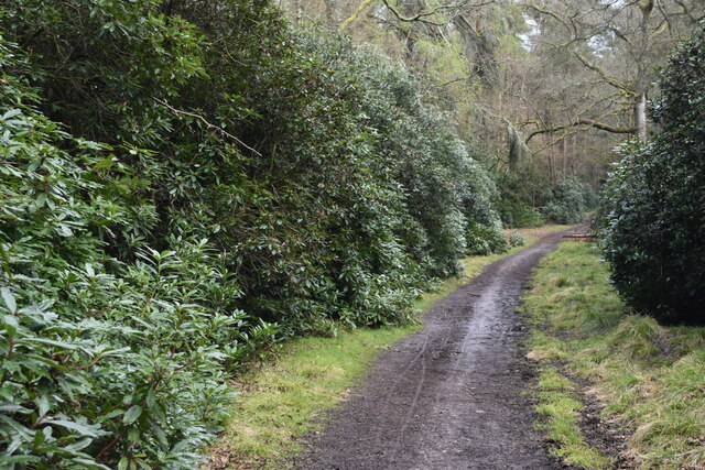 By-way lined with rhododendron bushes at Hamptworth