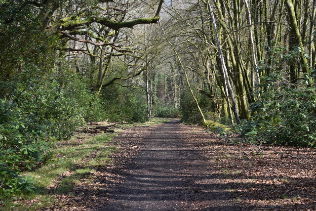 By-way through woods near Hamptworth Lodge