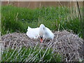 Swan nest in Shrewsbury