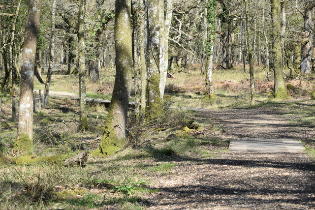 Footpath in Langley Wood