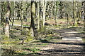 Footpath in Langley Wood