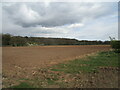 Prepared field and Ploughman Wood