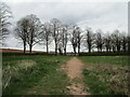 Footpath to Lowdham