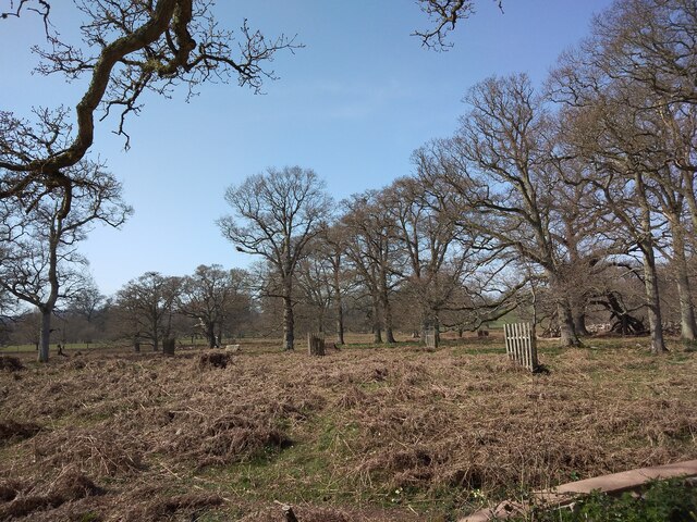 Bracken and bare trees, Powderham Park
