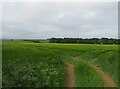 Field towards Honey Syke Wood from Packman Lane