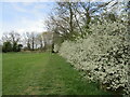 Blackthorn hedge