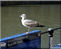 Ferry stop