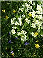 Spring flowers alongside Argal reservoir