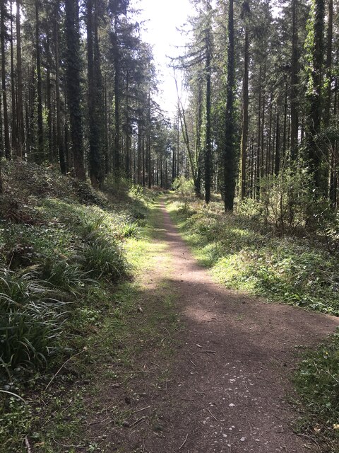 Footpath in Elfordleigh Wood
