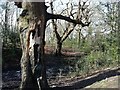 Tree with a face, Heald Green