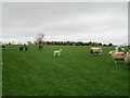 Lambs near Scawton