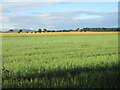 Field of oats near Benvie