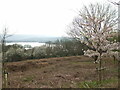 A single blossom on Knowle Hill