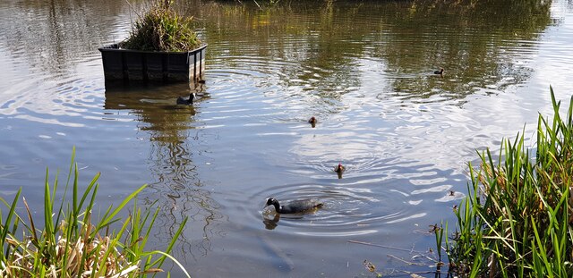Wildlife Pond in Oakwood Park