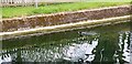 Coot on  New River, Palmers Green