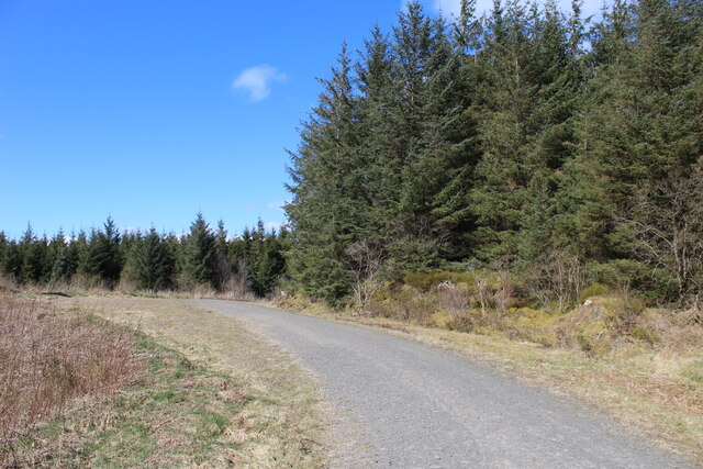 Track in Glasfynydd Forest