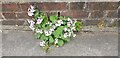 Flower Growing on Pavement, London N14