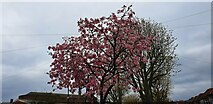 TQ2995 : Blossom in Prince George Avenue, London N14 by Christine Matthews