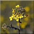NT9561 : A rapeseed flower head by Walter Baxter