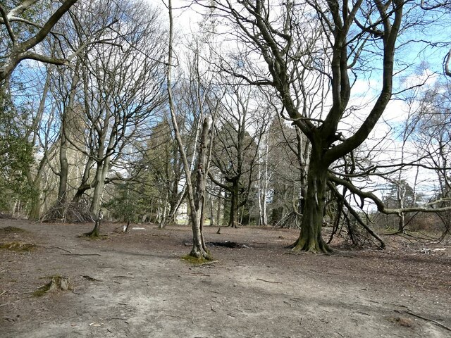 Bare trees in Dukeshouse Wood